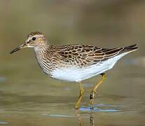 Pectoral Sandpiper