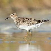 Pectoral Sandpiper