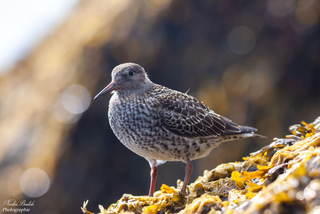 Purple Sandpiperadult breeding