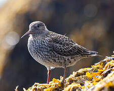 Purple Sandpiper