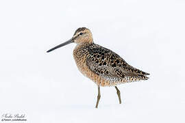 Long-billed Dowitcher