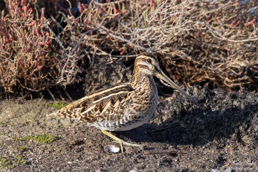 Common Snipeadult post breeding, identification, camouflage