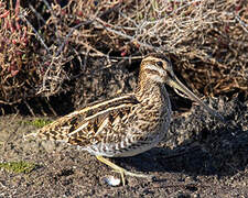 Common Snipe