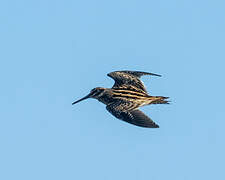 Jack Snipe