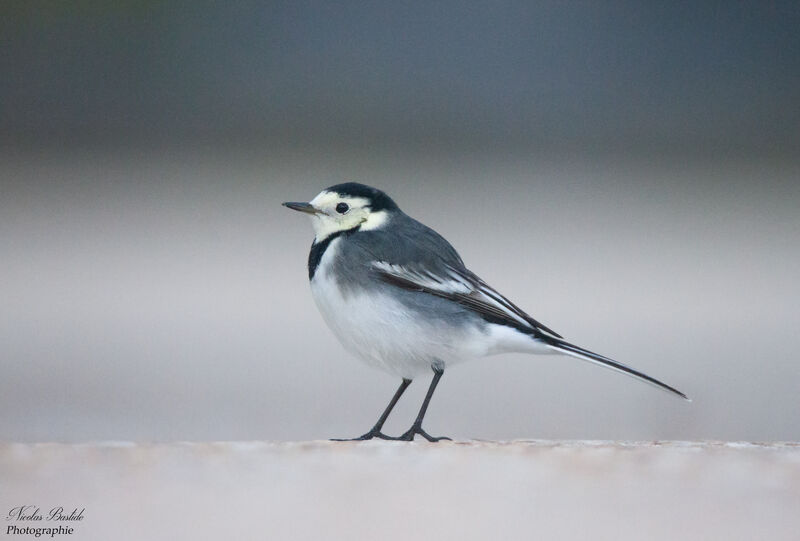 White Wagtail female First year