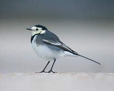 White Wagtail