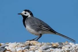 White Wagtail