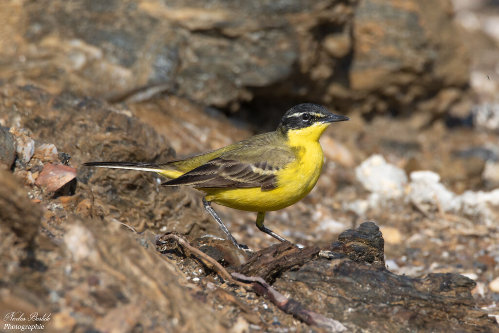 Western Yellow Wagtail male adult breeding, identification, aspect, walking