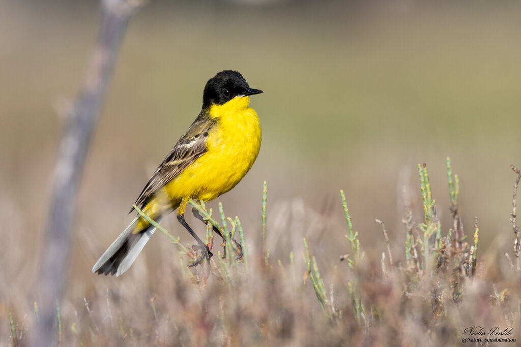 Western Yellow Wagtail