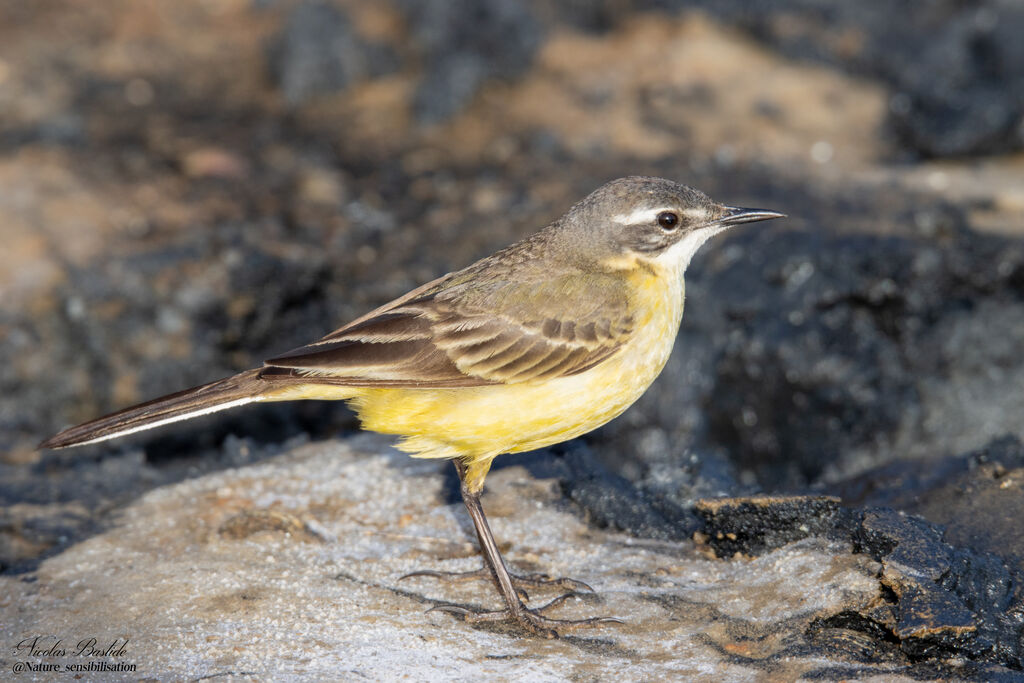 Western Yellow Wagtail