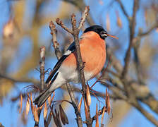 Eurasian Bullfinch