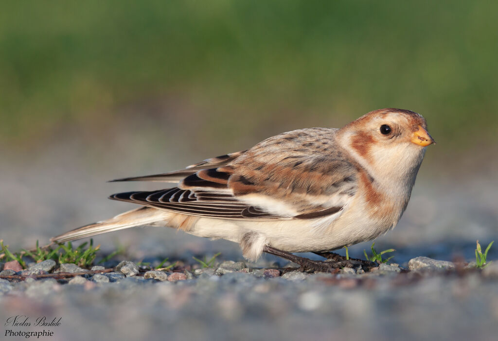 Snow Bunting female adult post breeding, identification, walking