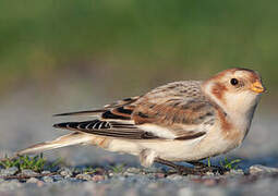 Snow Bunting