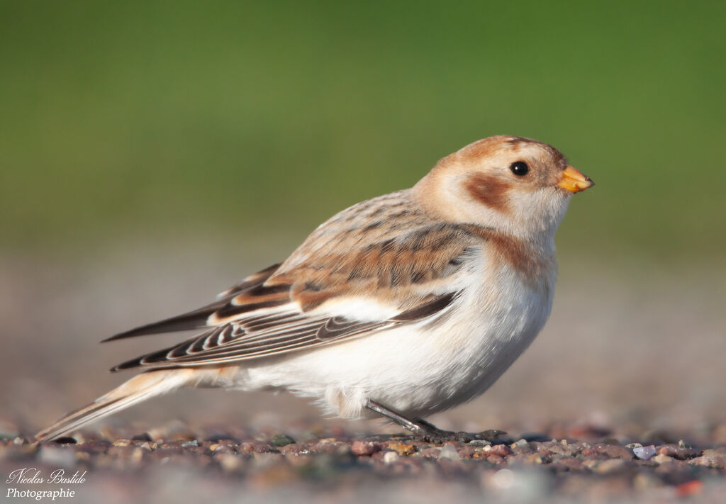 Snow Bunting female adult post breeding, identification