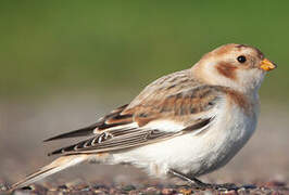 Snow Bunting