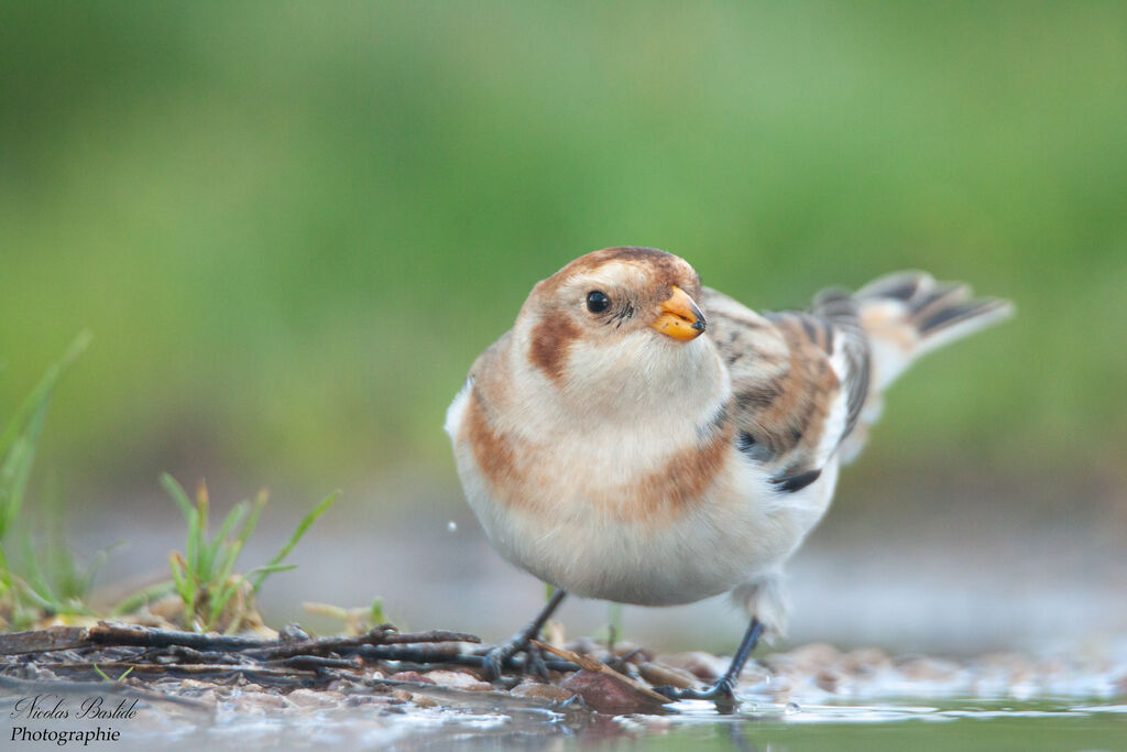 Snow Bunting female adult post breeding, identification