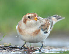 Snow Bunting