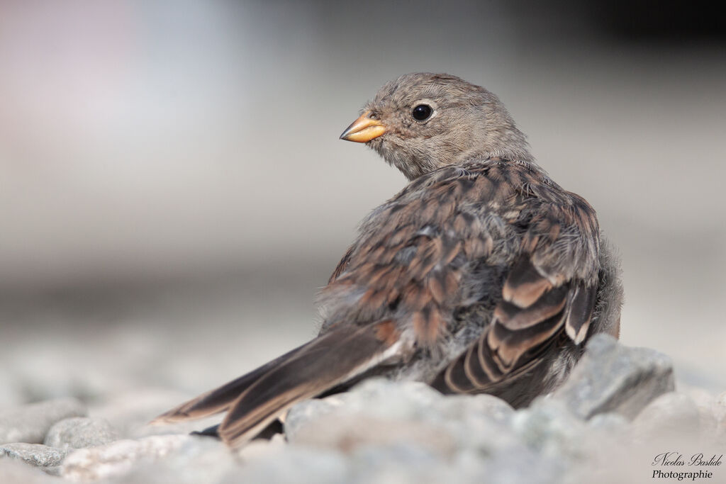 Snow Buntingjuvenile, identification