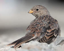 Snow Bunting