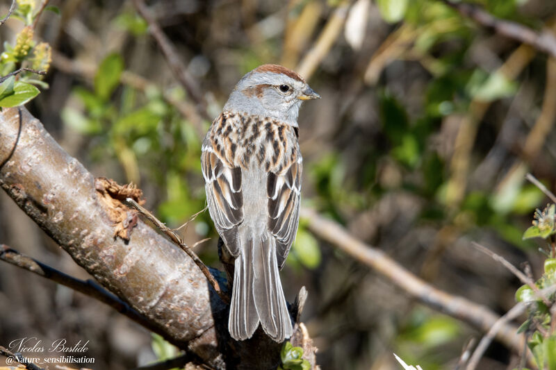 American Tree Sparrowadult, identification, aspect