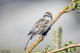 American Tree Sparrow