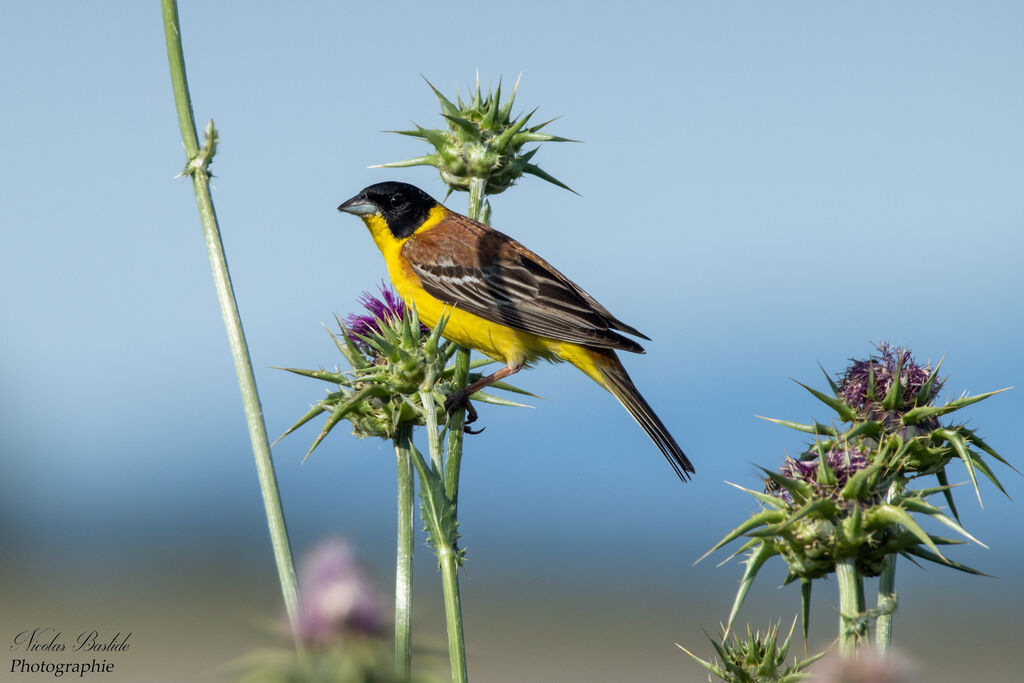 Black-headed Bunting male adult breeding, identification