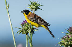 Black-headed Bunting