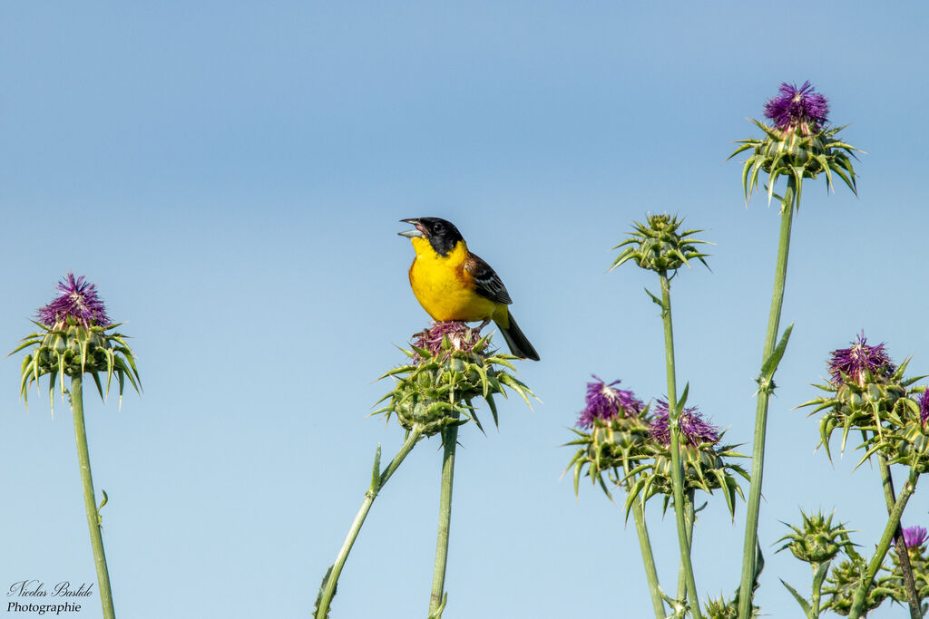 Black-headed Bunting male adult breeding, identification, song