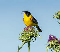 Black-headed Bunting