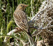 Ortolan Bunting