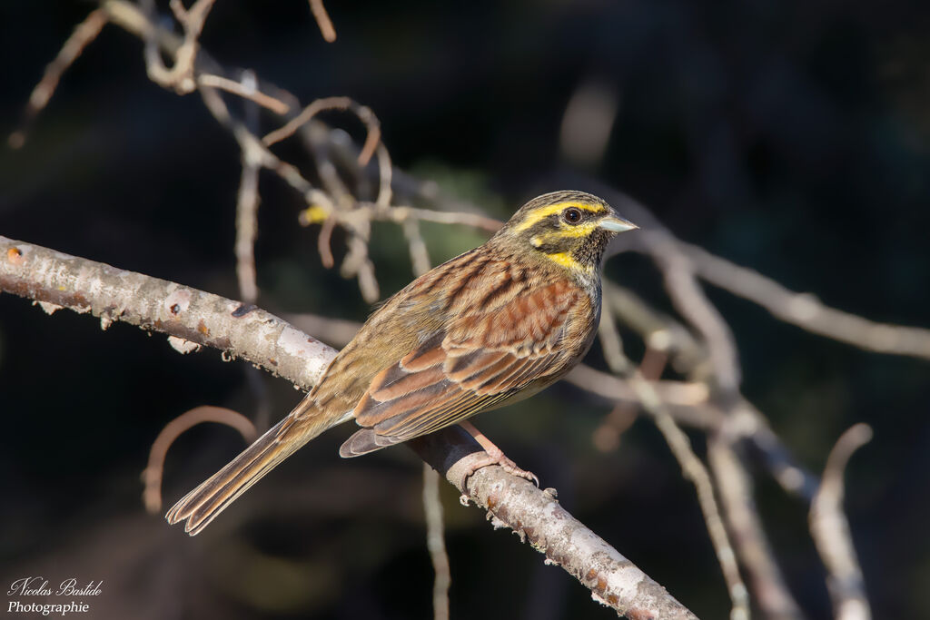 Cirl Bunting male adult breeding, identification, aspect