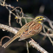 Cirl Bunting