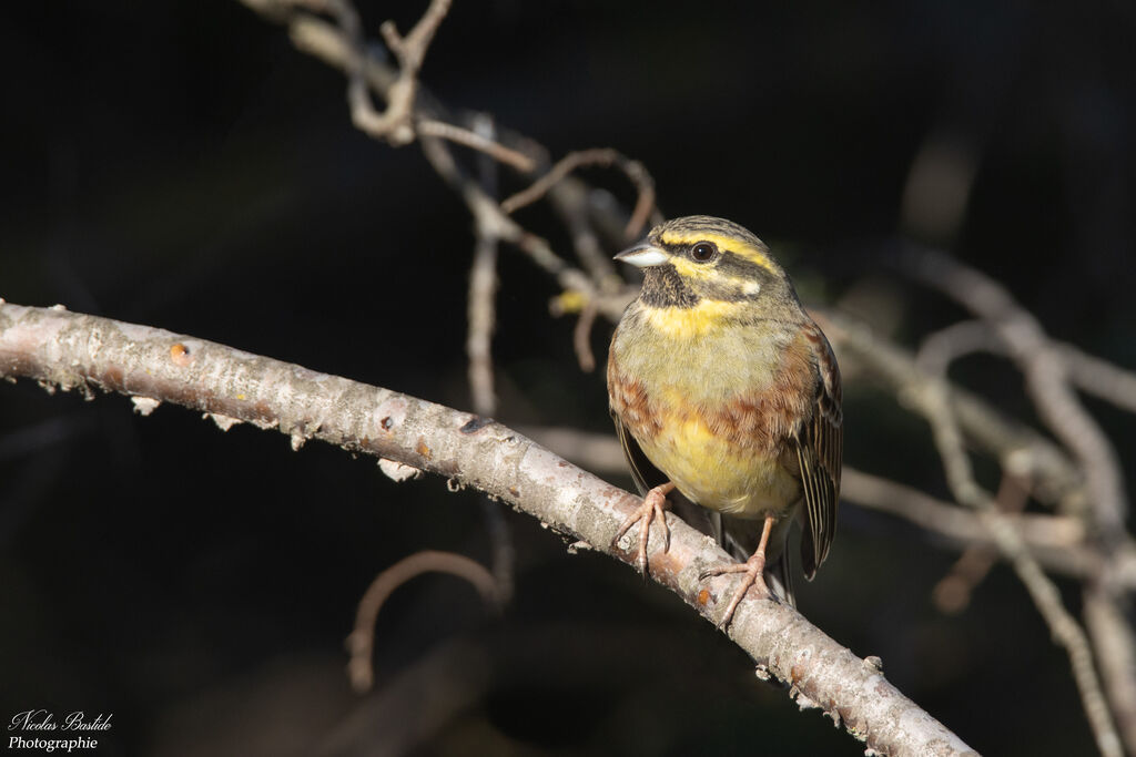 Cirl Bunting male adult breeding, identification