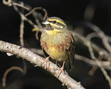 Cirl Bunting