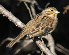 Cirl Bunting