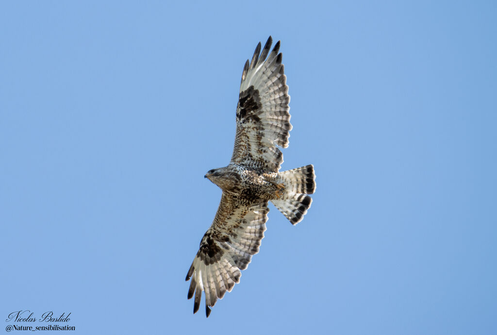 Rough-legged Buzzard female adult breeding, aspect, Flight