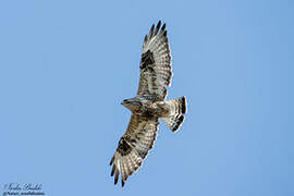 Rough-legged Buzzard