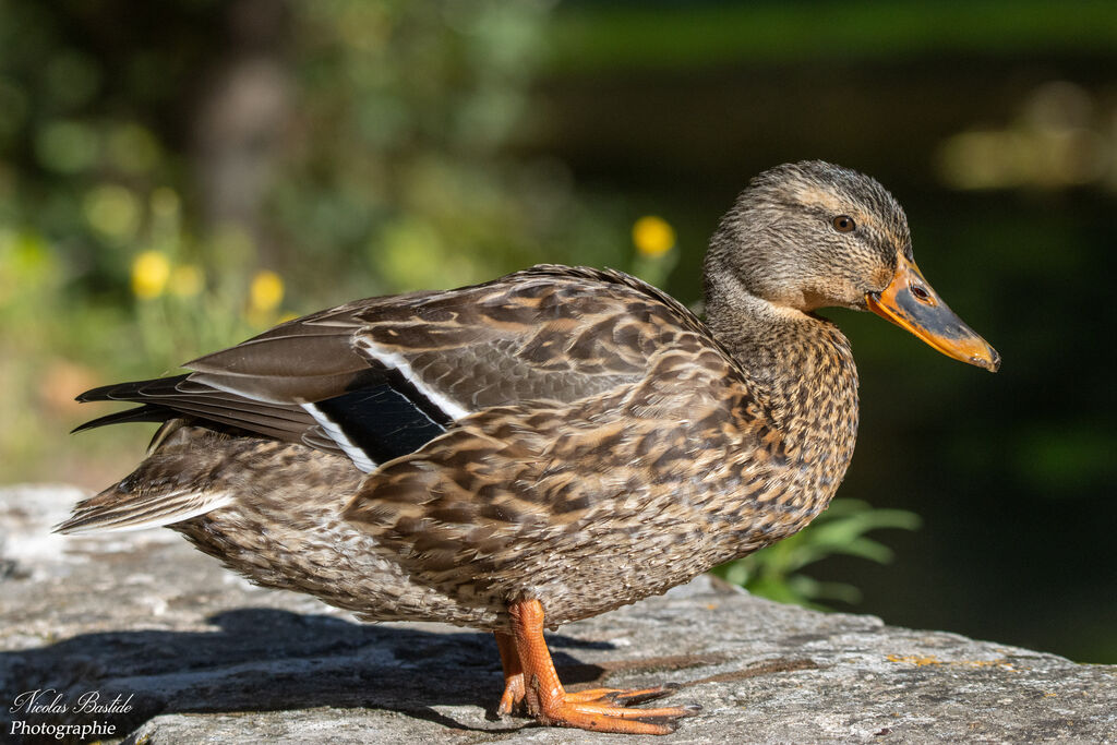 Canard colvert femelle adulte nuptial, identification, composition