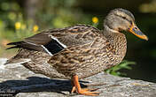 Canard colvert