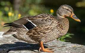 Mallard