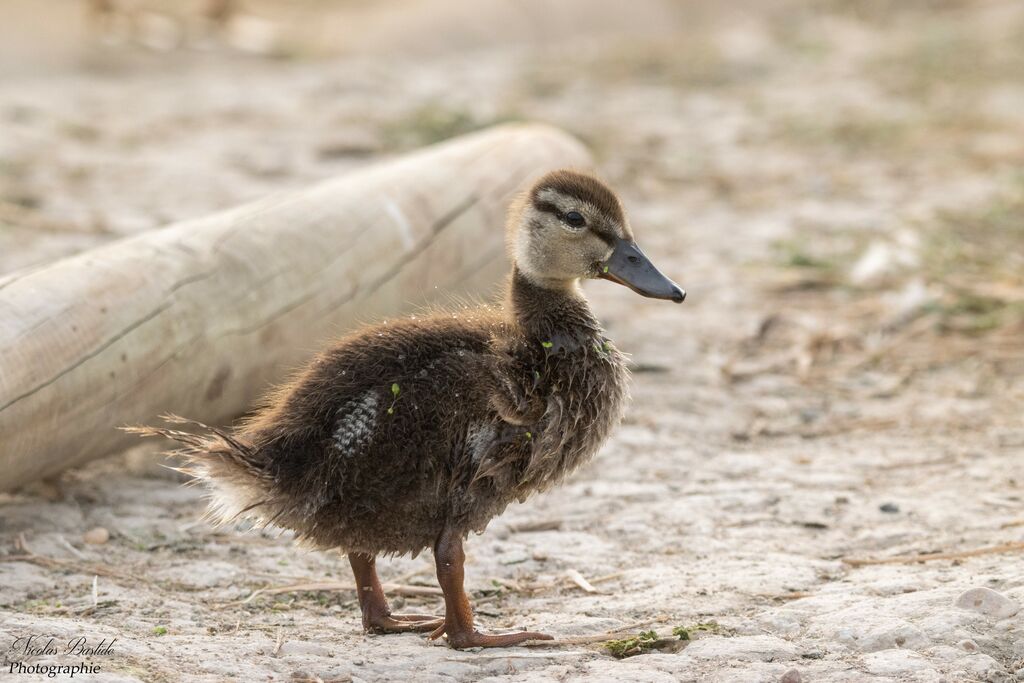 MallardPoussin, identification, aspect