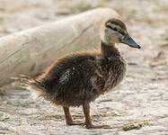 Canard colvert