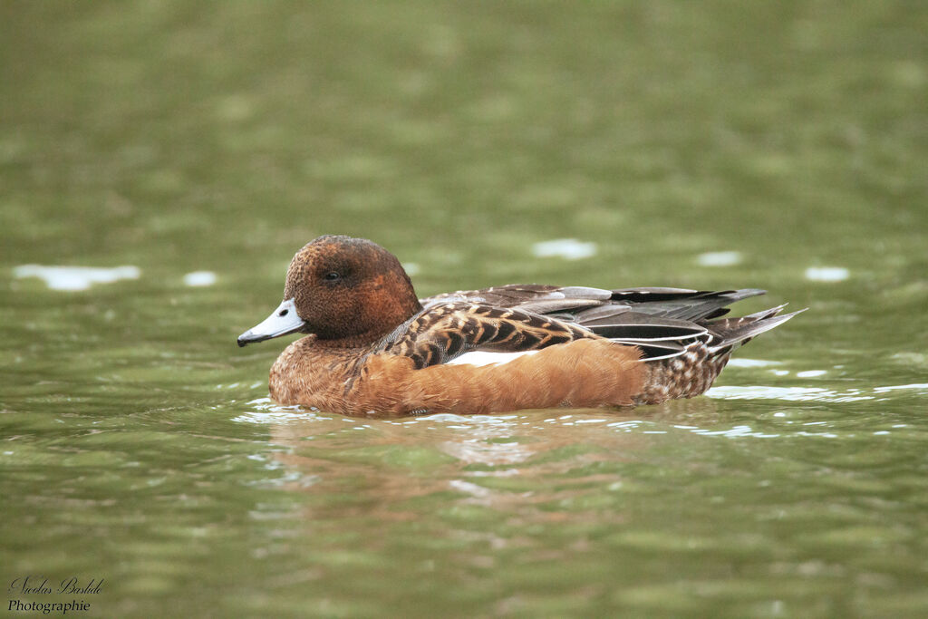 Eurasian Wigeon female adult post breeding, identification, aspect, swimming