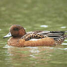 Canard siffleur