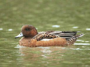 Canard siffleur