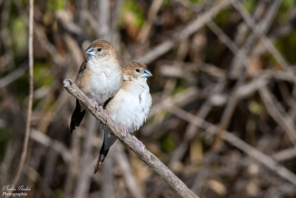 Indian Silverbilladult breeding, aspect