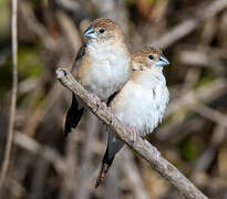 Indian Silverbill