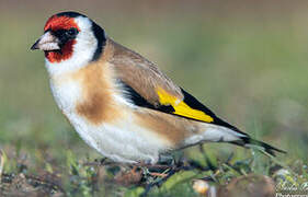 European Goldfinch