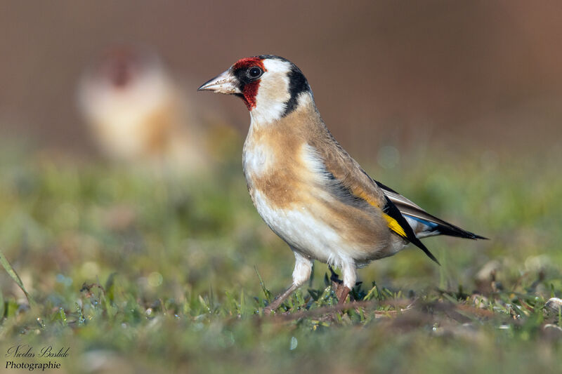 European Goldfinch male adult, identification, aspect, walking