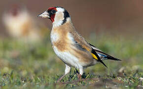 European Goldfinch